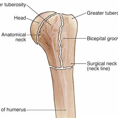 60 Yaş üstü Omuz Kırıkları
